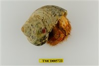 藏品(熊形紋寄居蟹)的圖片